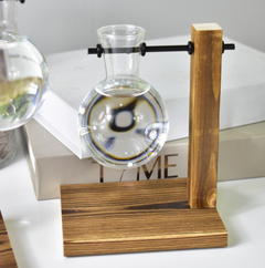 Creative Hydroponic Pothos in Modern Glass Vase