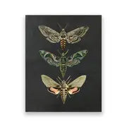 Moth Nature Insect Wall Art - Vintage Home Decor Prints